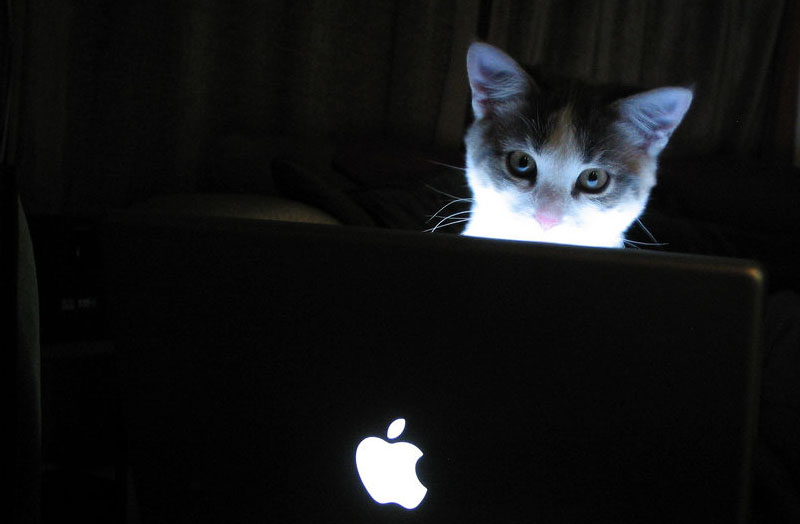 Кот за ноутбуком